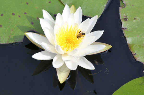Bee on a Lotus