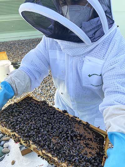 BetaTec Bees - Natural Varroa Mite Control
